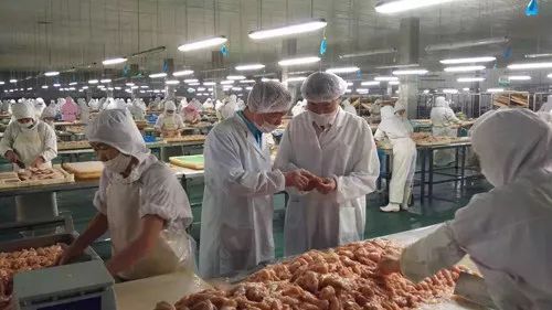 圣寵廠家 為何99%的寵物信賴他們的產(chǎn)品？